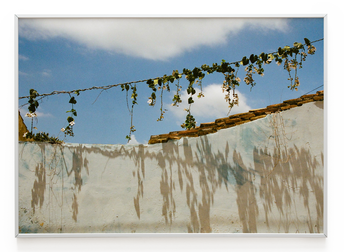 "Flores" Art Print