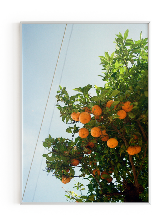 "Arance Estive" Photography Print