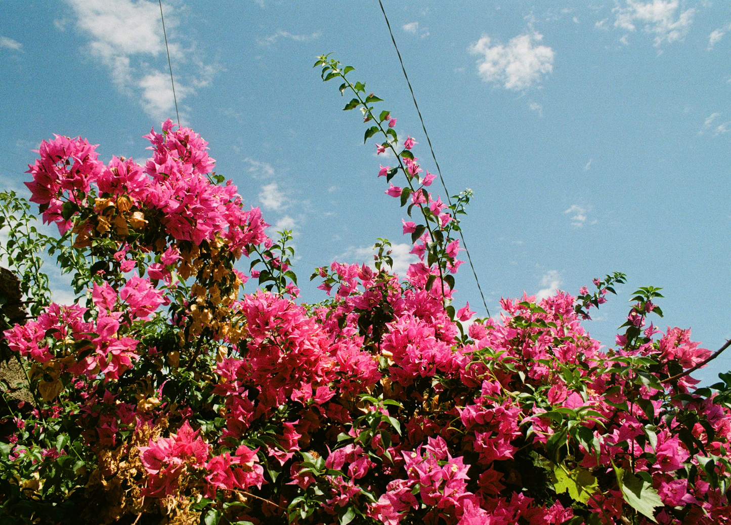 "Bougainville" Art Print