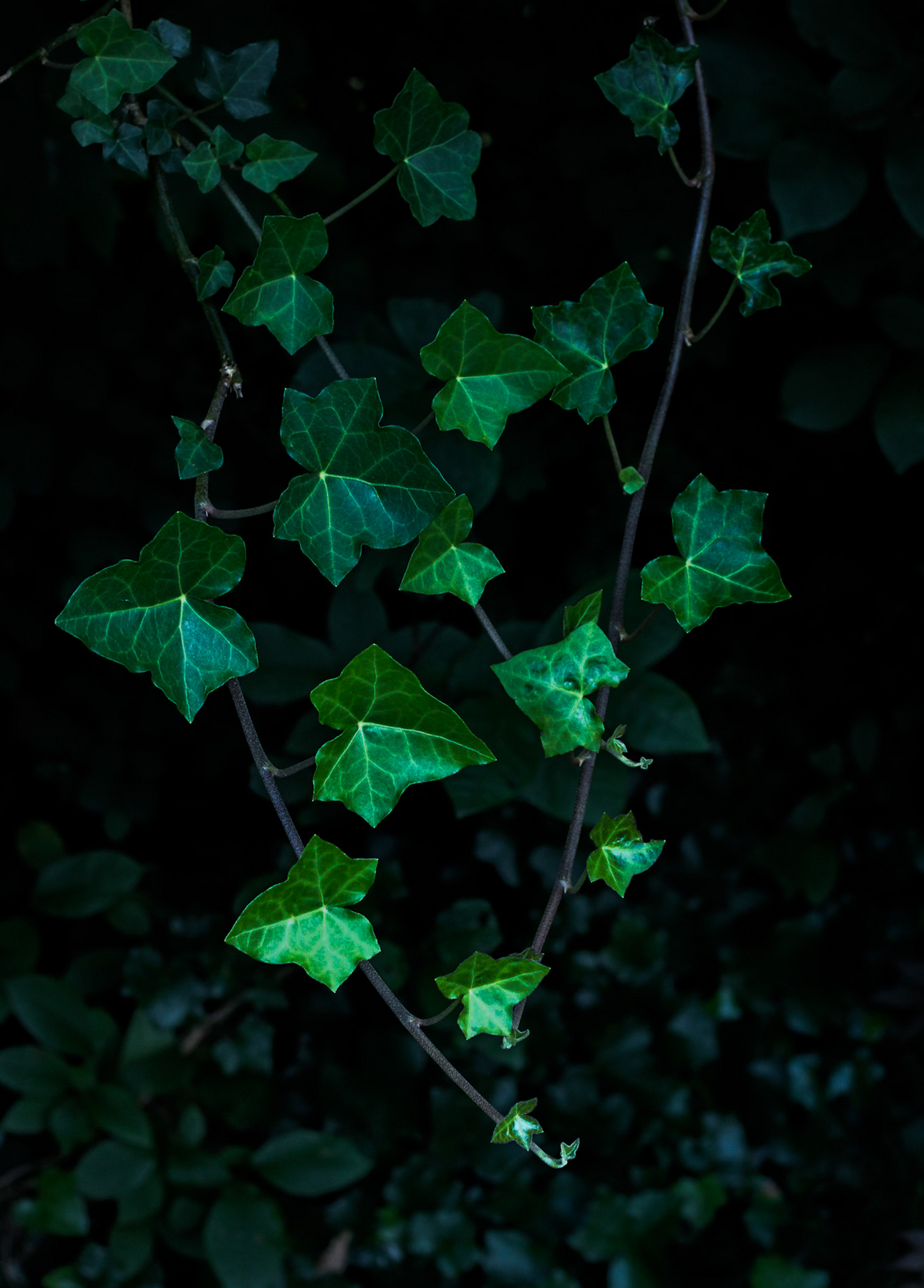 "Ivy" Art Print