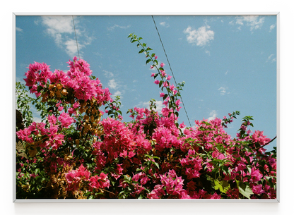 "Bougainville" Art Print