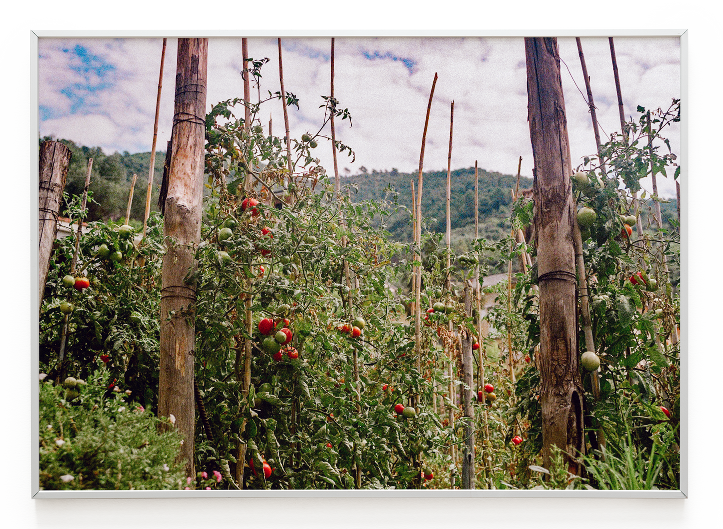 "Pomodori" Art Print