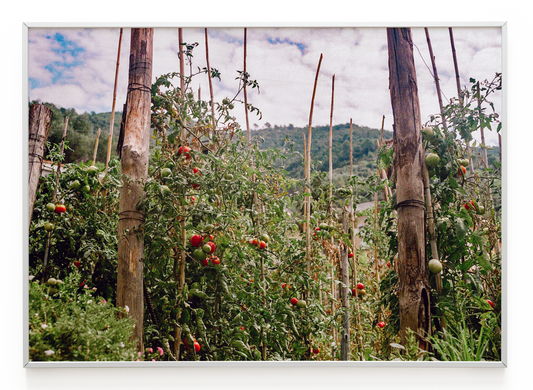 "Pomodori" Art Print