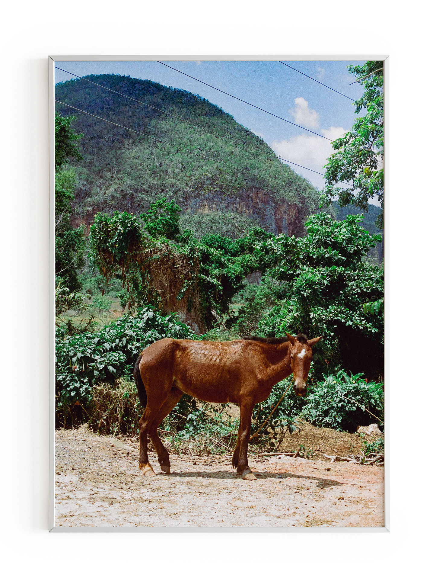 "Caballo Cubano" Art Print