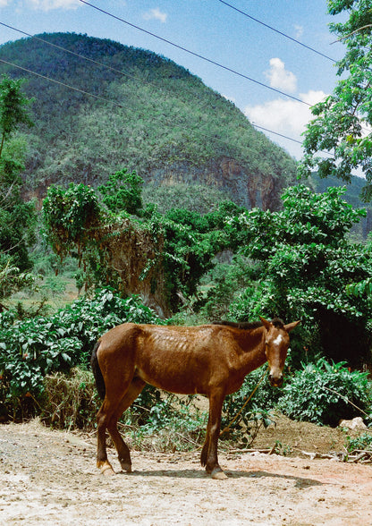 "Caballo Cubano" Art Print