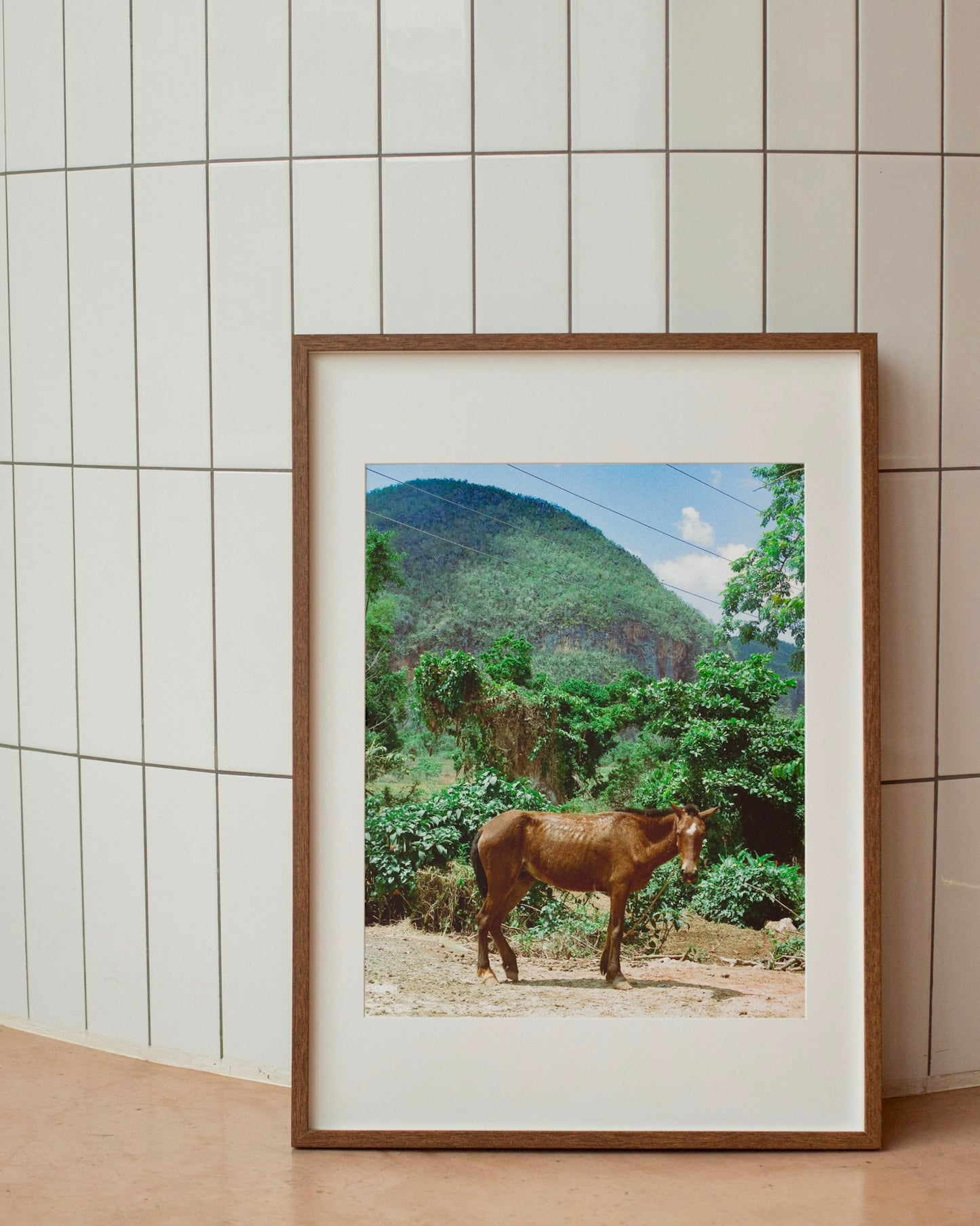 "Caballo Cubano" Art Print