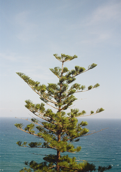 "Vista Imperiale" Photography Print