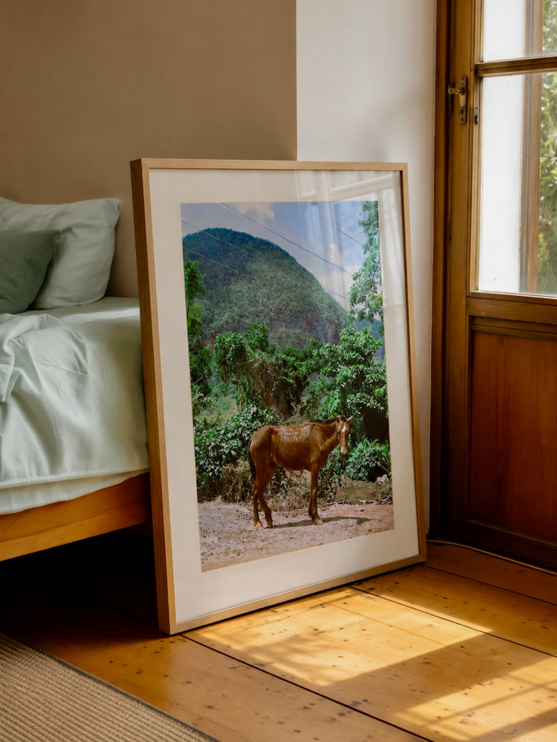 "Caballo Cubano" Art Print