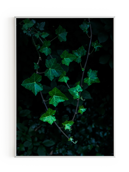 "Ivy" Art Print
