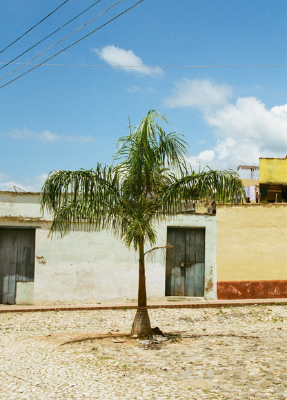 "Palmera" Art Print